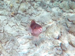 Queen Parrotfish Juvinile (14